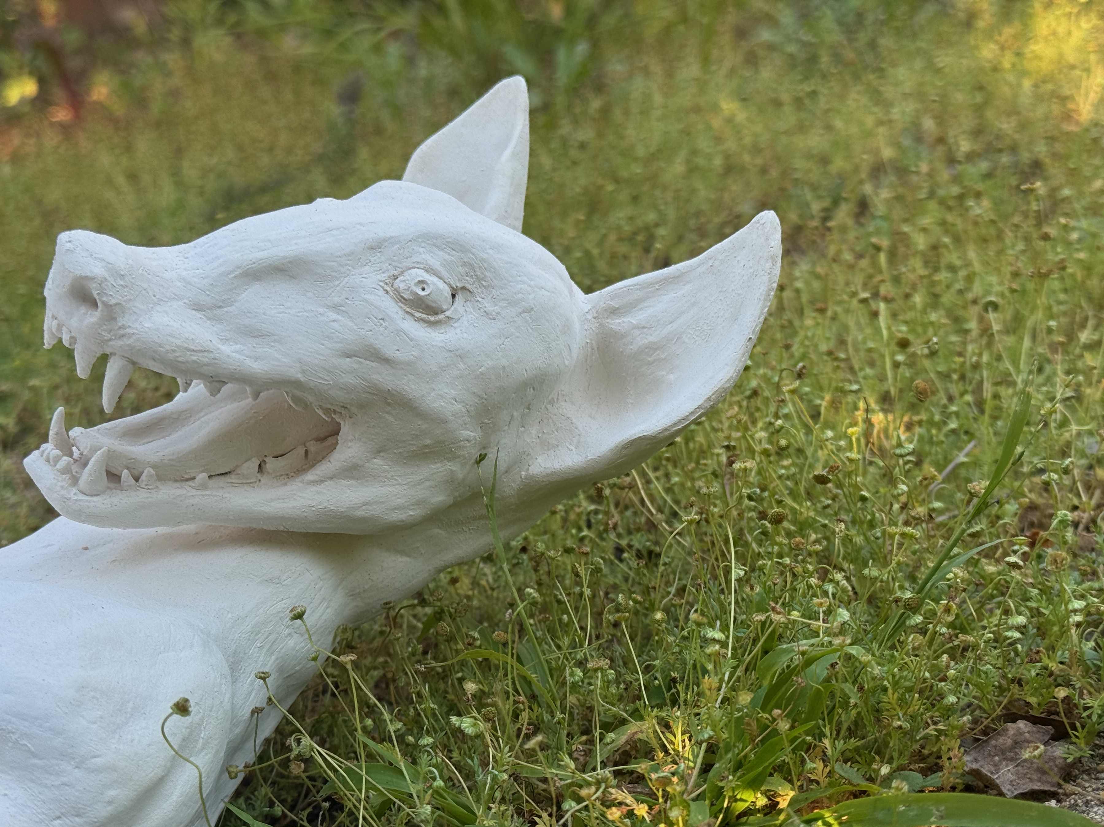 Coyote - Image 6