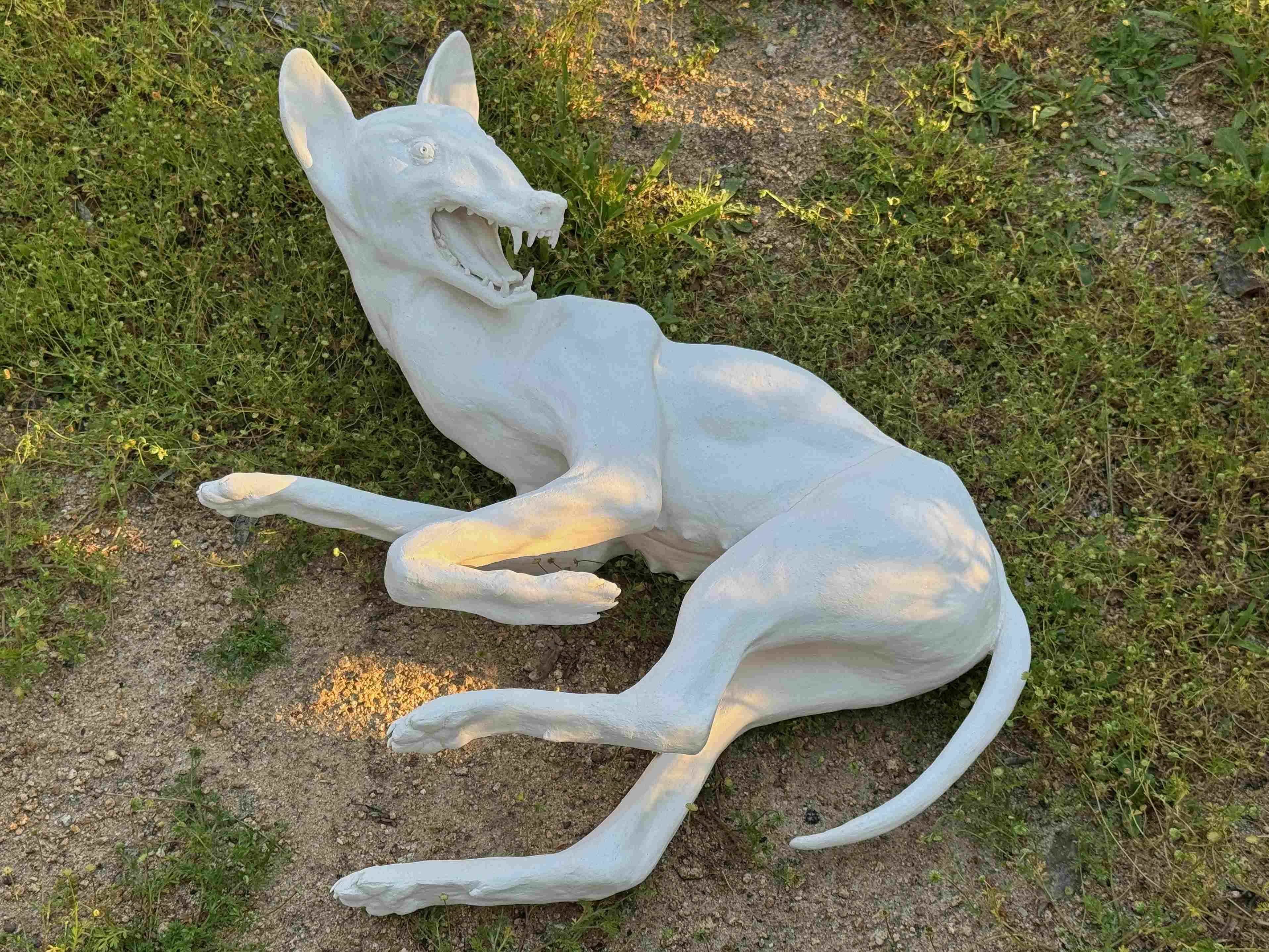 Coyote - Image 2