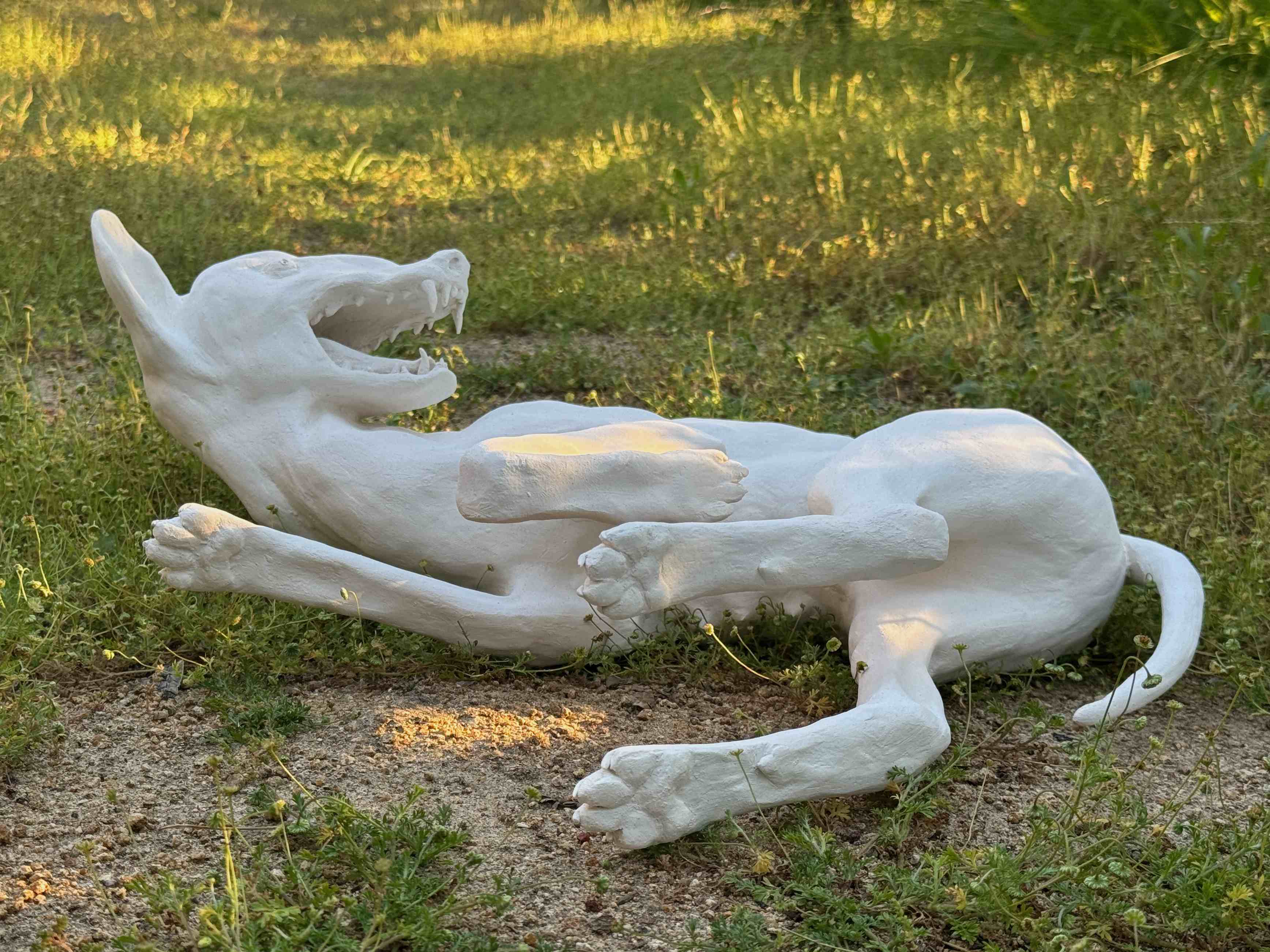 Coyote - Image 3