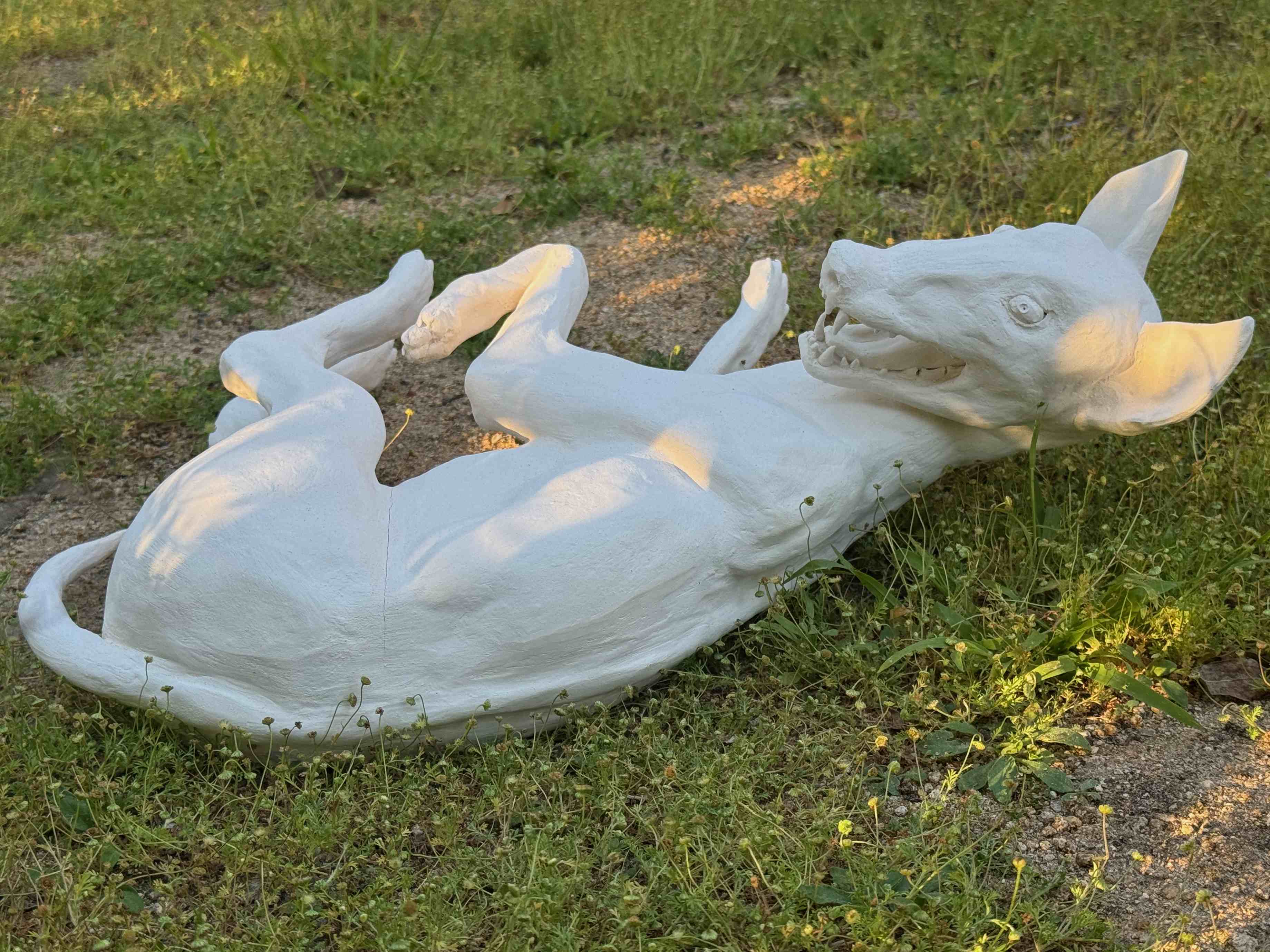 Coyote - Image 4